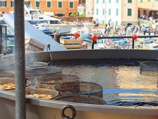 Die größte Pfanne der Welt beim Fischfest in Camogli